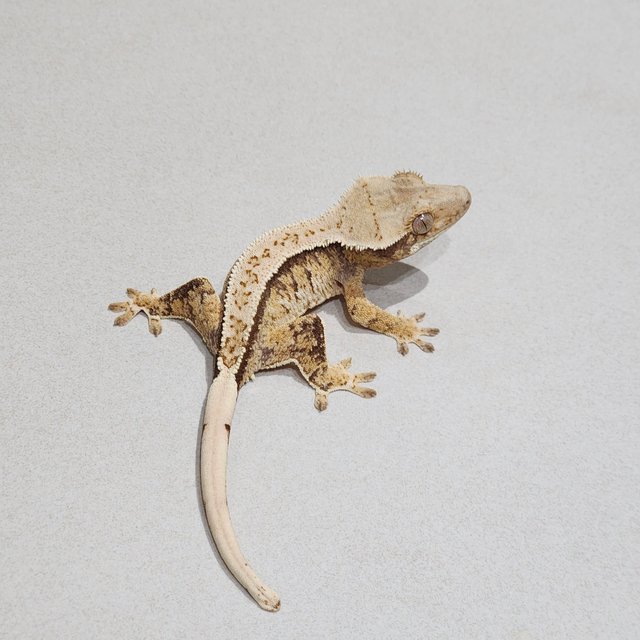 트라이 익스트림할리퀸 화이트스팟