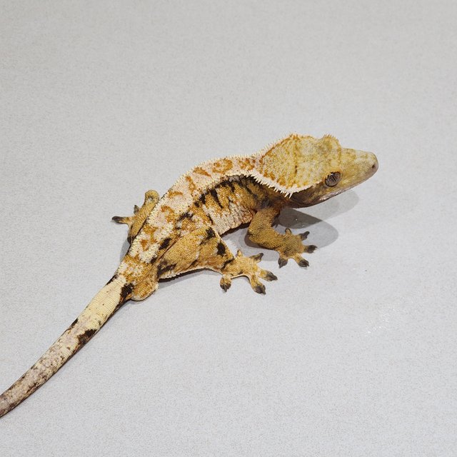 Drippy Tri Extreme Harlequin White Pin White Spot