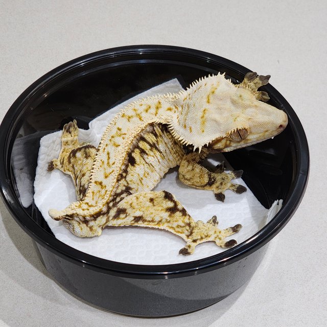 드리피 화이트스팟 화이트크라운