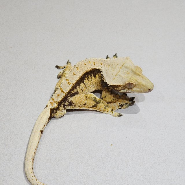 드리피 트라이 익스트림할리퀸