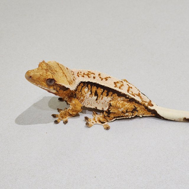 Tri White Pin Extreme Harlequin White Spot White Crown