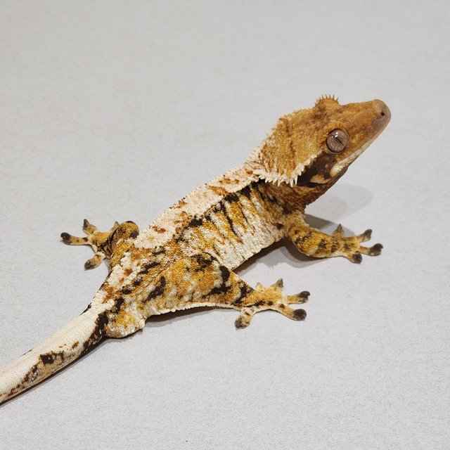 Tri White Crown White Spot Extreme Harlequin