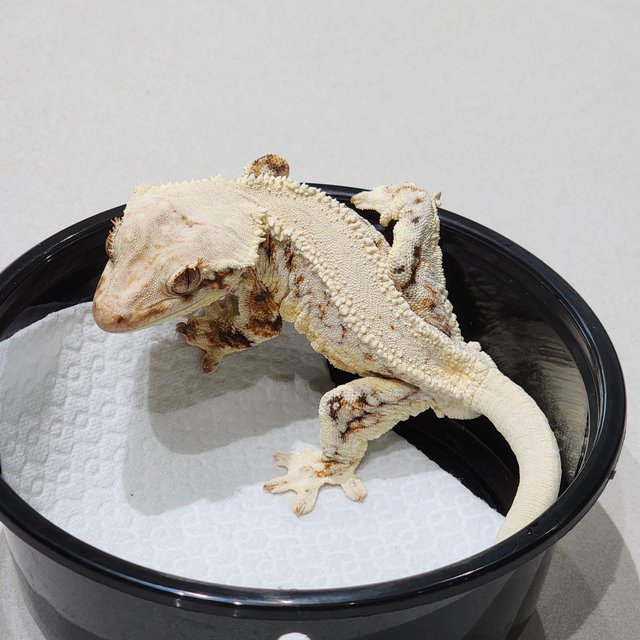 트라이 릴리화이트