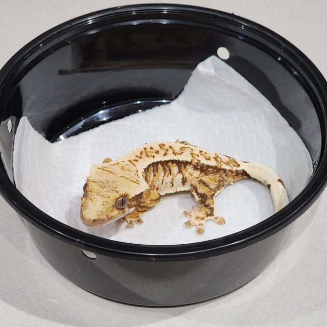 Drippy Tri Extreme Harlequin