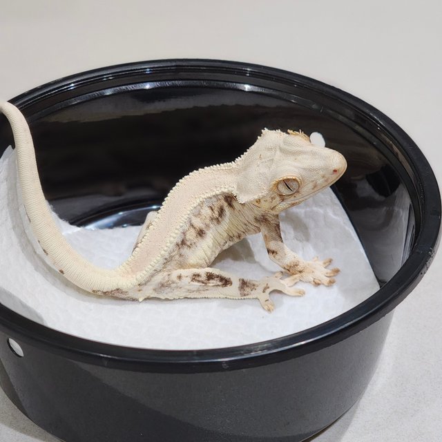 Lilly White Solid Back