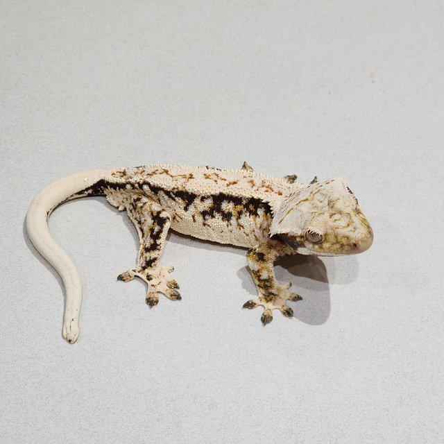 Tri Drippy White Crown White Spot White Pin