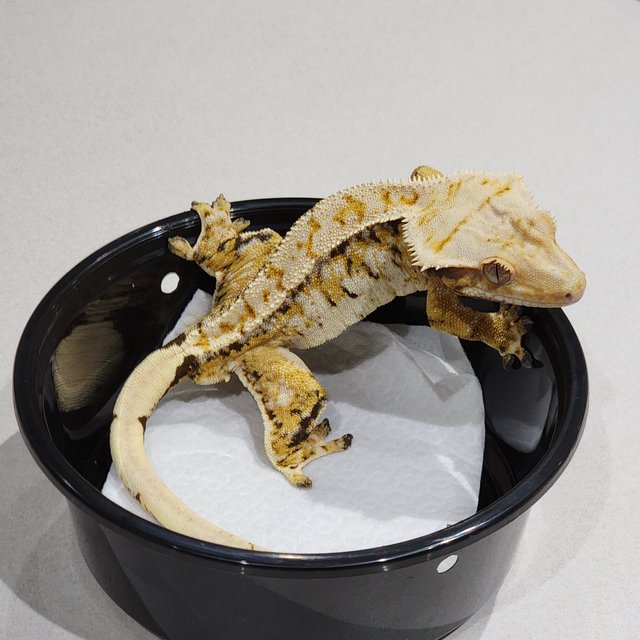 White Spot White Crown Extreme Harlequin Tri White Pin