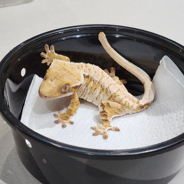 Drippy Tri Extreme Harlequin White Spot White Crown