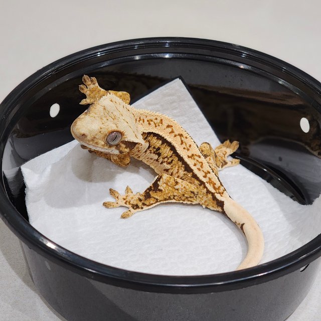 Tri Extreme Harlequin