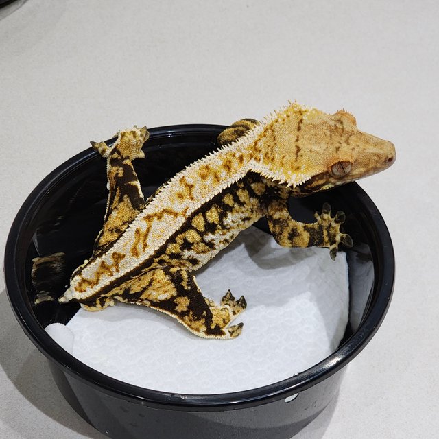 풀핀 화이트크라운 트라이 화이트스팟 익스트림할리퀸