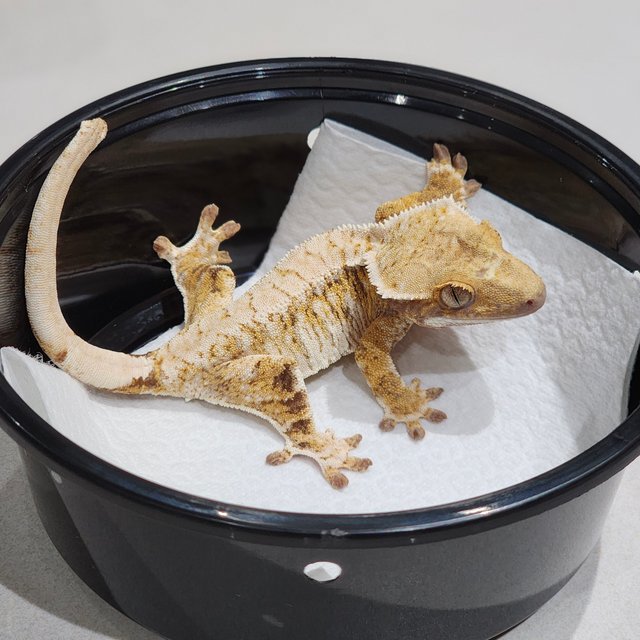 Drippy Tri Extreme Harlequin White Spot White Crown