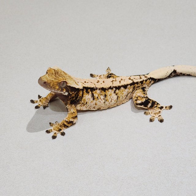 Tri Extreme Harlequin White Spot