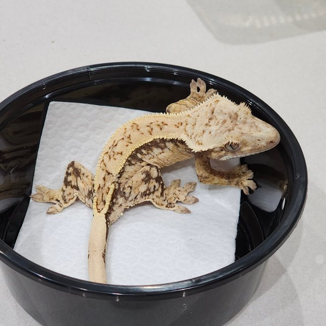 Drippy Quad White Spot