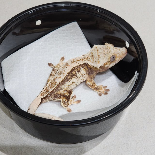 트라이 쿼드 드리피 화이트스팟 화이트크라운 화이트핀