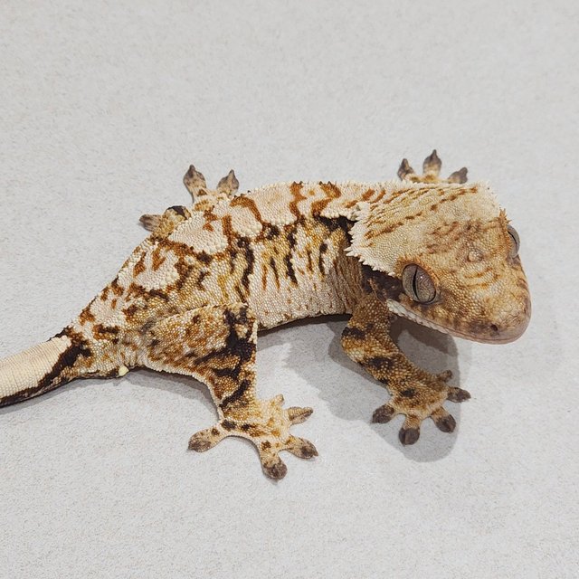 Tri Extreme Harlequin White Pin