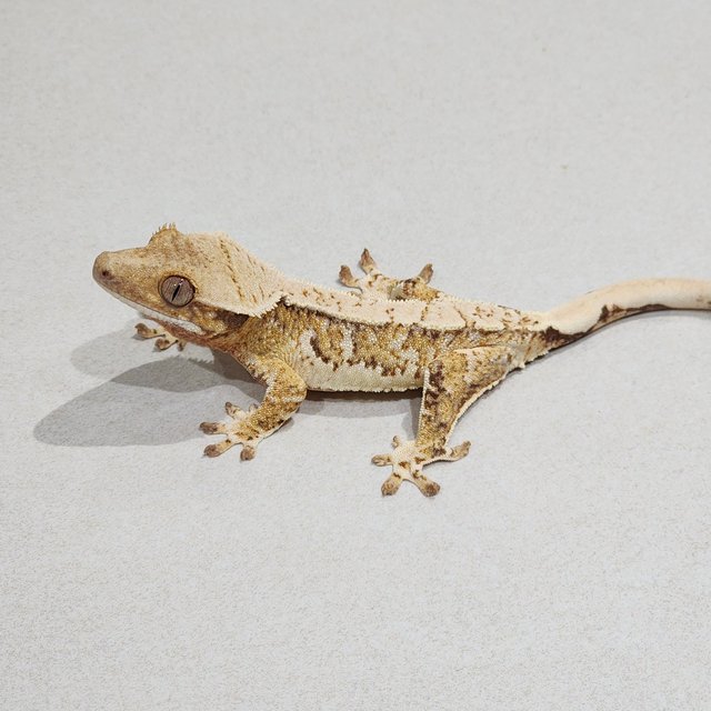 Tri Extreme Harlequin White Spot