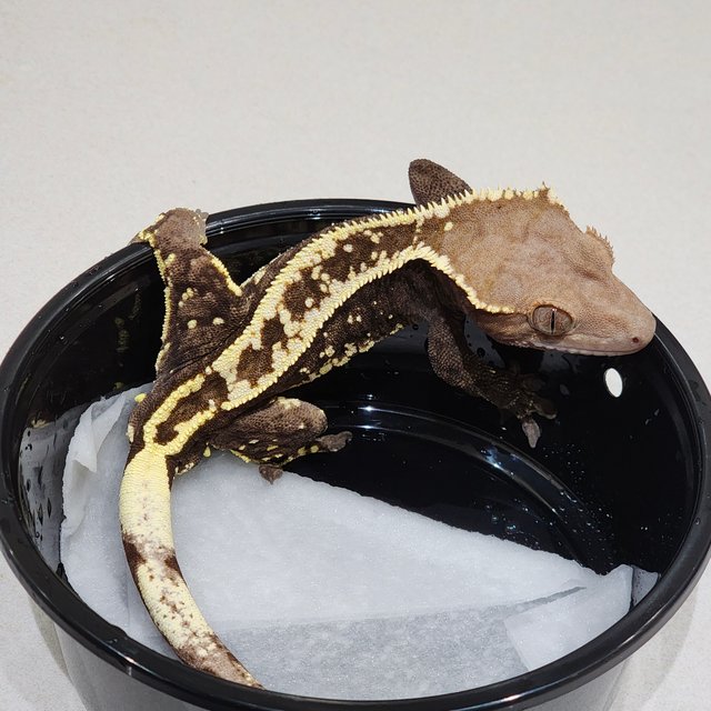 화이트핀 카푸치노