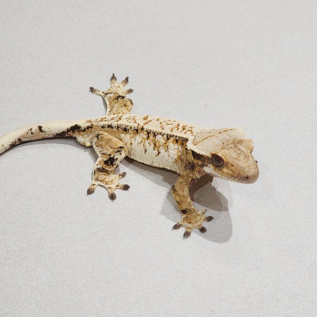 Tri Extreme Harlequin White Crown White Spot Drippy