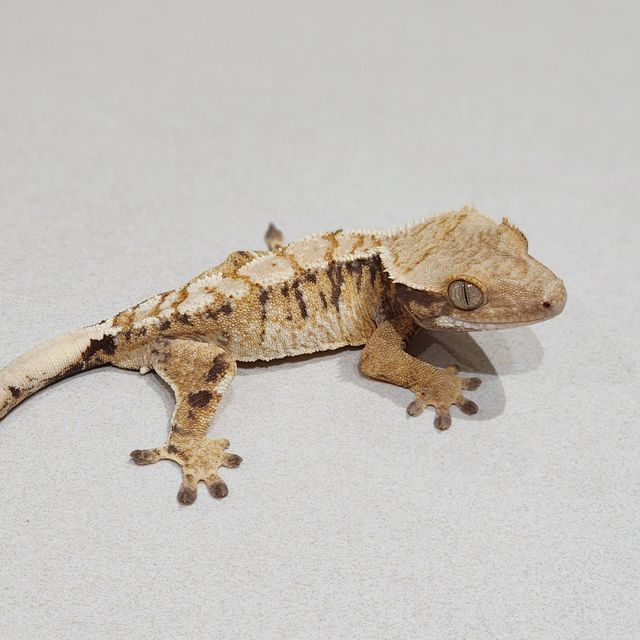 Tri Extreme Harlequin