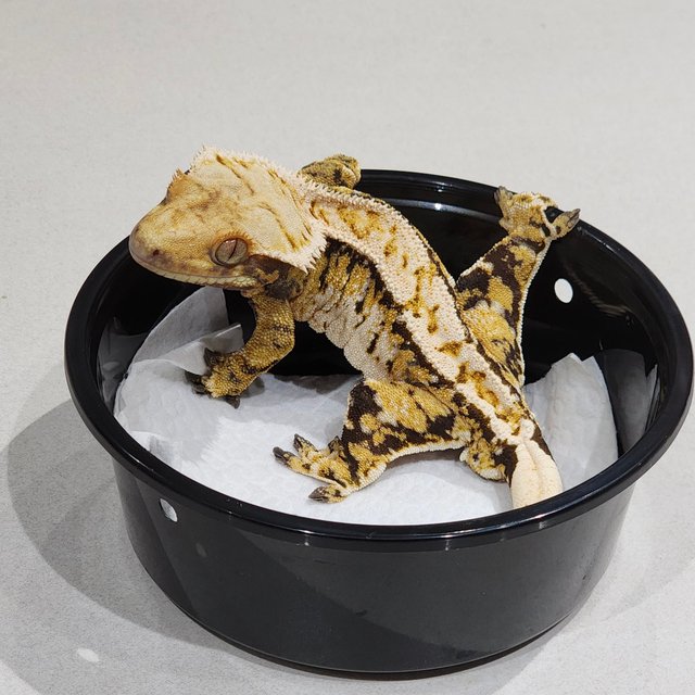 화이트크라운 화이트핀 트라이 익스트림할리퀸 화이트스팟