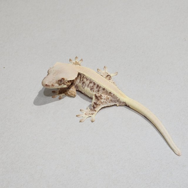 솔리드백 릴리화이트