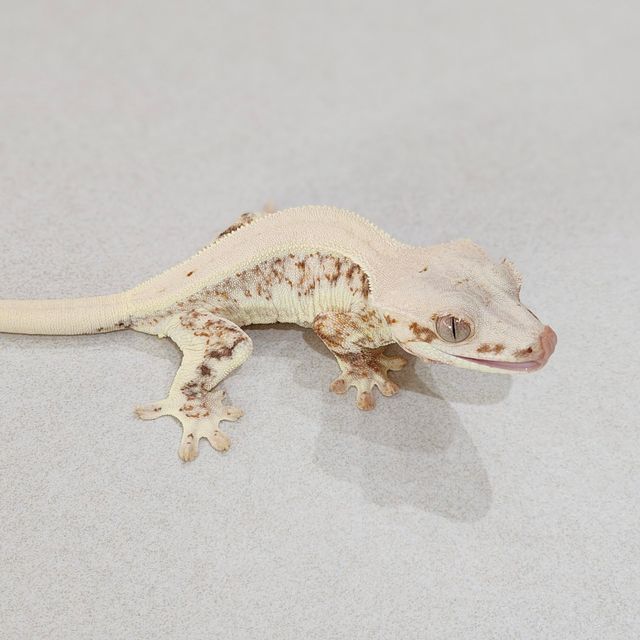 Lilly White