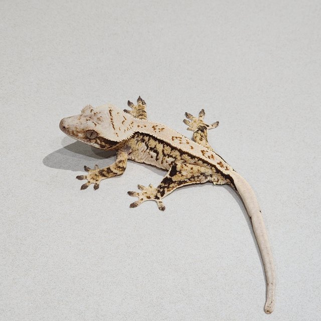 Full Pinstripe Tri Extreme Harlequin