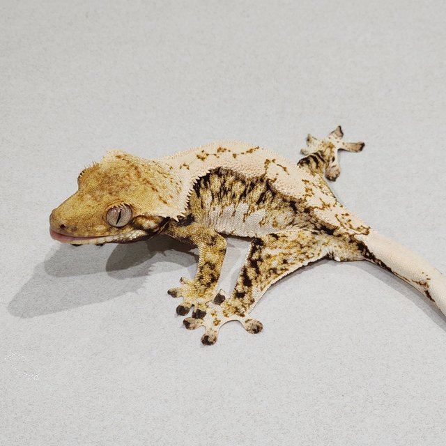 트라이 익스트림할리퀸 화이트스팟 젠젝스 화이트핀