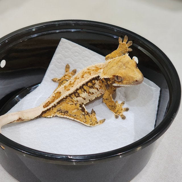 White Crown Drippy Tri Extreme Harlequin White Spot