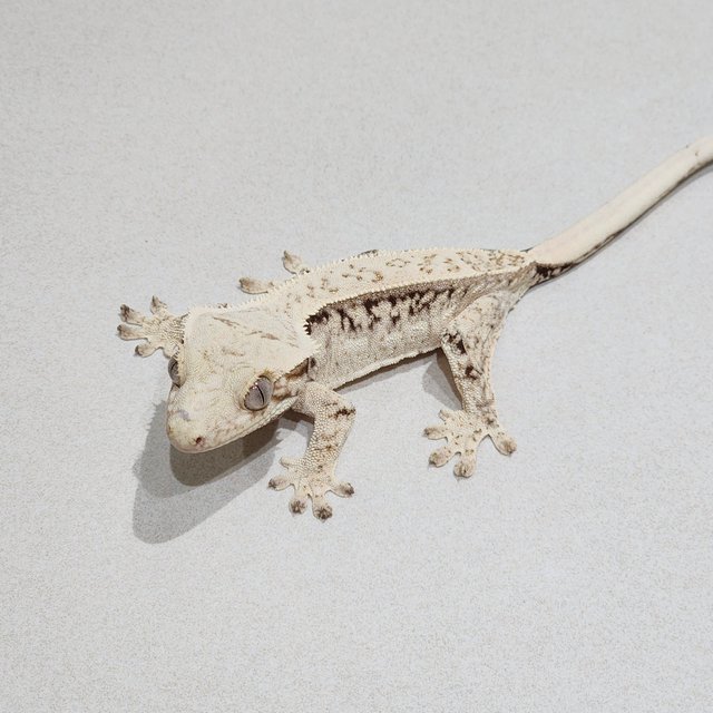 Drippy White Spot