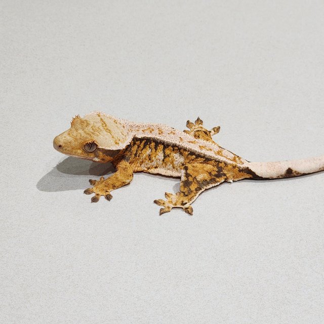 White Pin Drippy Tri Extreme Harlequin