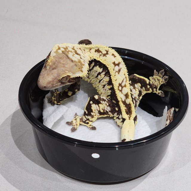 화이트크라운 카푸치노 화이트스팟 풀핀