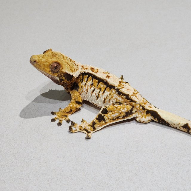 Tri White Crown White Spot Extreme Harlequin