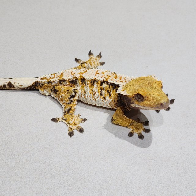 White Crown Tri Extreme Harlequin White Spot
