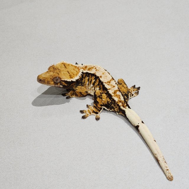 White Pin Tri Extreme Harlequin Zengex