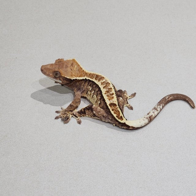 카푸치노 화이트핀