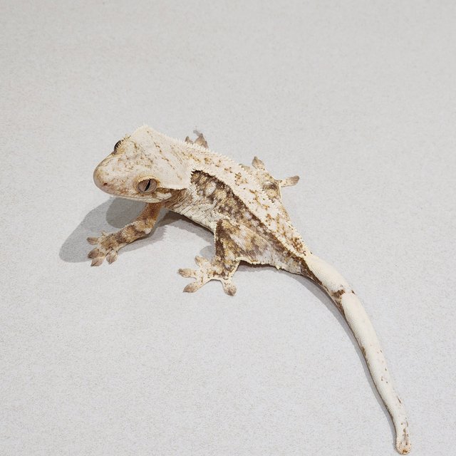 Quad Drippy White Pin White Spot