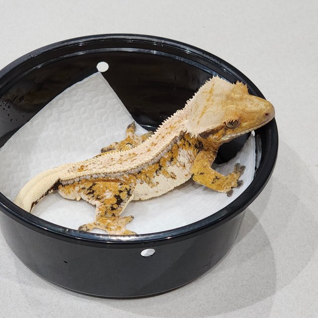 Tri Drippy White Pin Extreme Harlequin Full Pinstripe