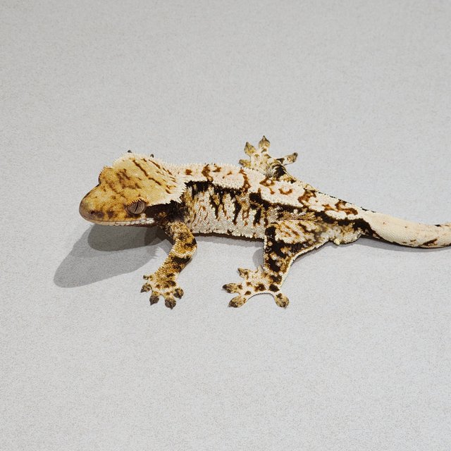 White Pin Extreme Harlequin Tri