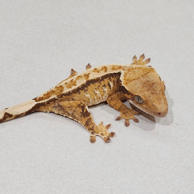 Drippy Tri Extreme Harlequin