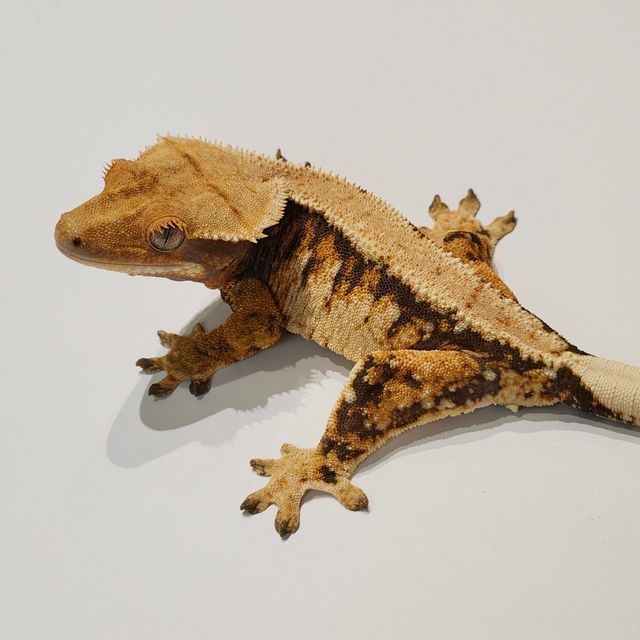 Extreme Harlequin Tri