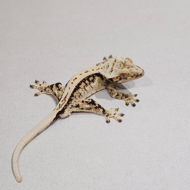 Full Pinstripe White Spot Drippy