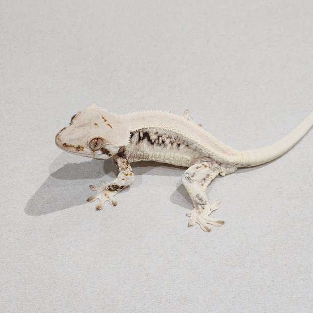 Zengex Lilly White Panda Solid Back