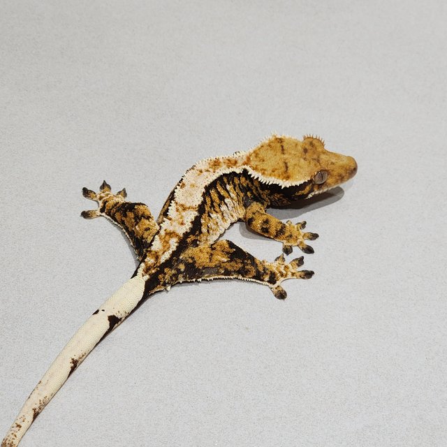 White Pin Tri Extreme Harlequin Zengex