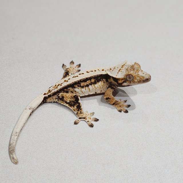 풀핀 드리피 트라이 익스트림할리퀸