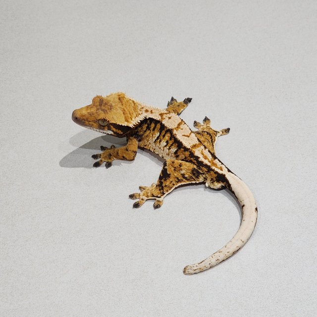 White Pin Tri Extreme Harlequin