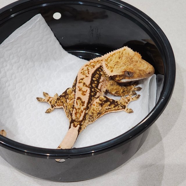 White Crown Quad White Spot