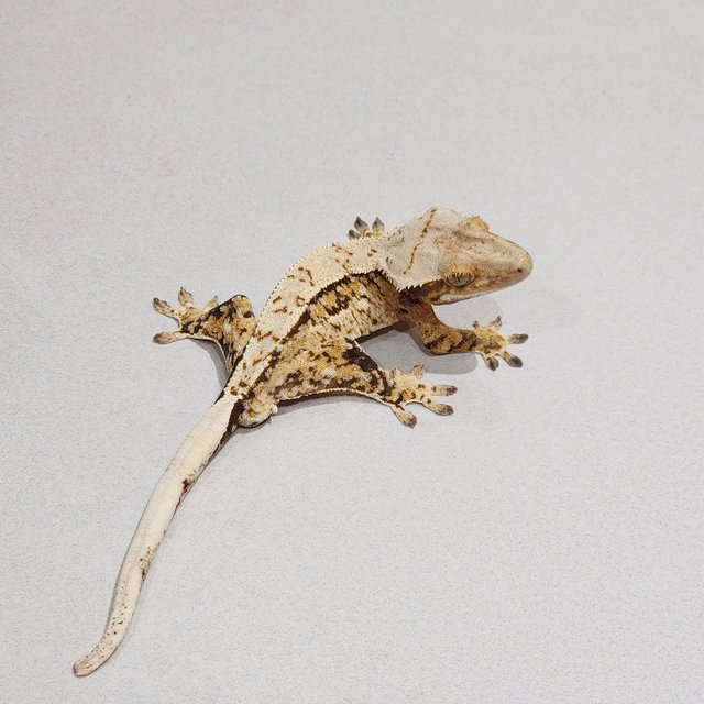 Extreme Harlequin Tri White Spot