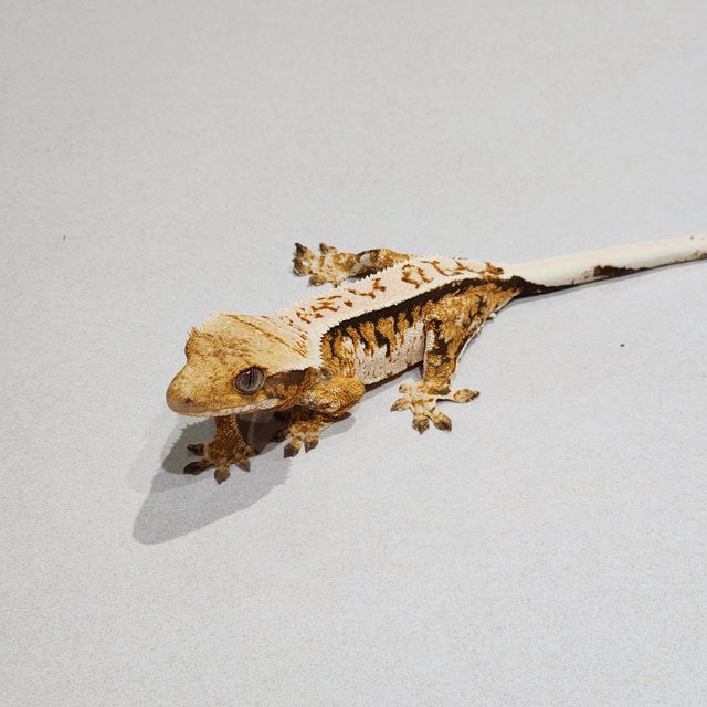 Tri White Spot White Pin Extreme Harlequin White Crown