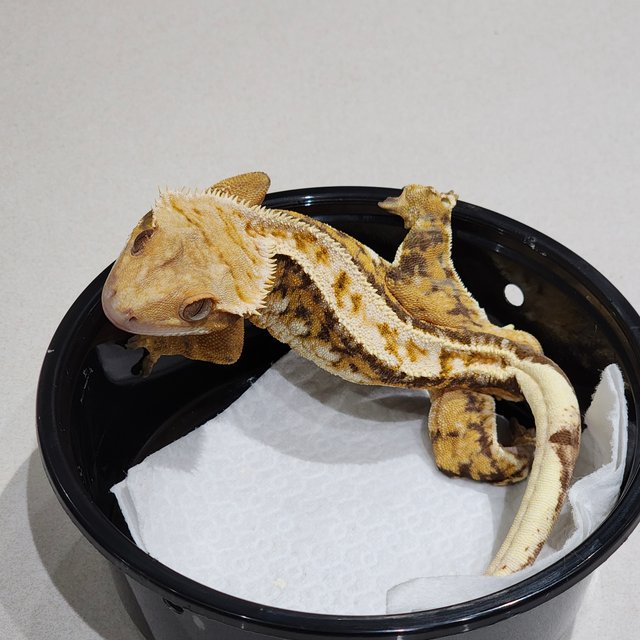 화이트크라운 트라이 드리피 익스트림할리퀸 화이트스팟